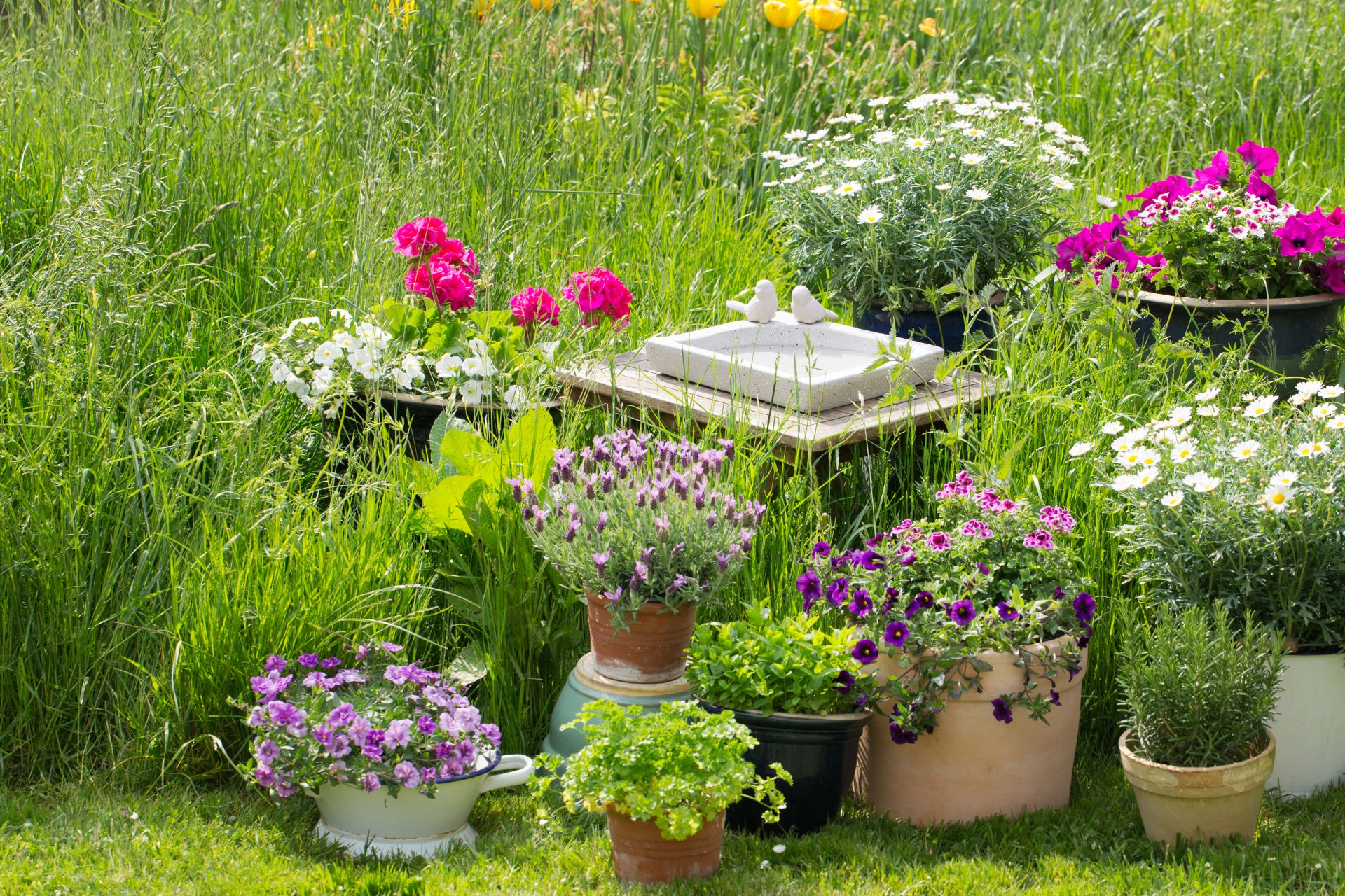 Vogeltraenke aus Stein umgeben von bunten Blumen in einem naturnahen Garten